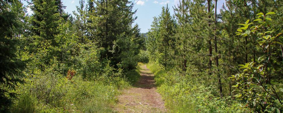 A rustic pathway surrounded by bushes and trees
